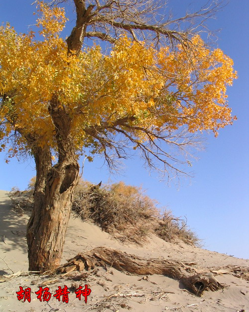 VIP888·(中国区)有限公司官网